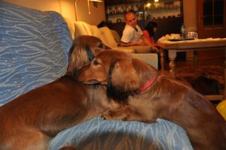 Jamnik d�ugow�osy